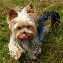Long Length Cut for Yorkie