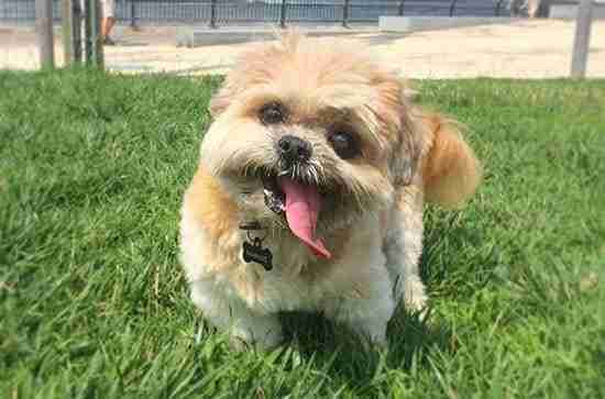 Marnie the Dog