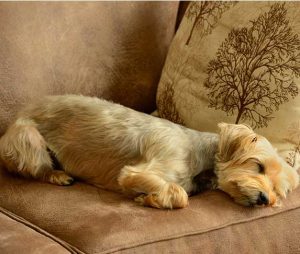 Pregnant Yorkie Dog