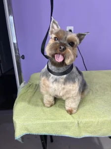 Schnauzer Trim for Yorkie