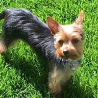 Short Puppy Cut for Yorkie