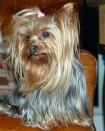 Show Dog Cut