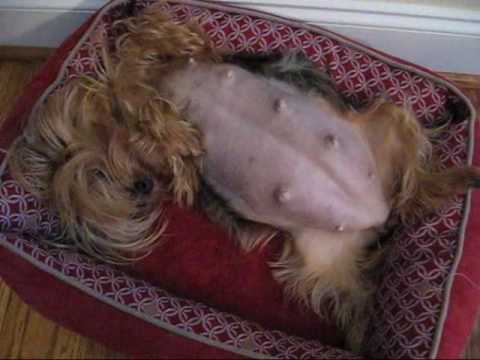 Yorkies pregnant