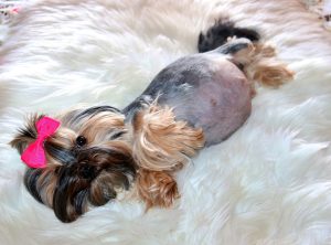 healthy pregnant yorkie