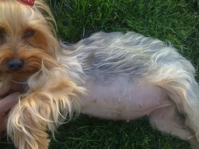 pregnant yorkshire terrier