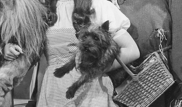 toto dog from wizard of oz