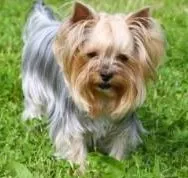 Westie Cut for Yorkie