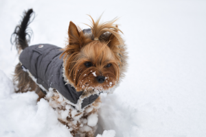 winter yorkie exercise yorkshire terrier cold air wet snow winter season dog's health mental exercise