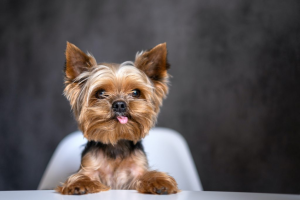 yorkie valentine's day gifts yorkie gifts dog