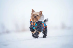 chilly weather small dogs warm bed toy breeds steady pace dry air coat type long periods yorkies love