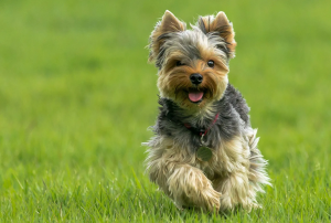 A cute yorkie puppy running smiling