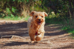 running yorkie