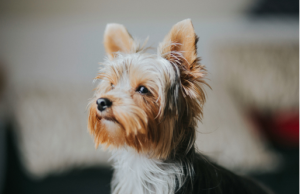 yorkie