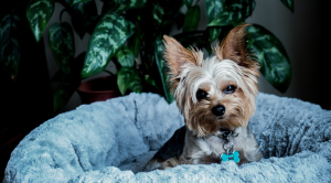 yorkie