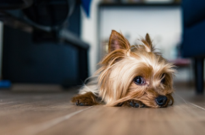 yorkie on the floor