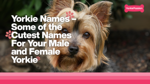 Yorkie names