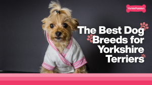Dog breeds
