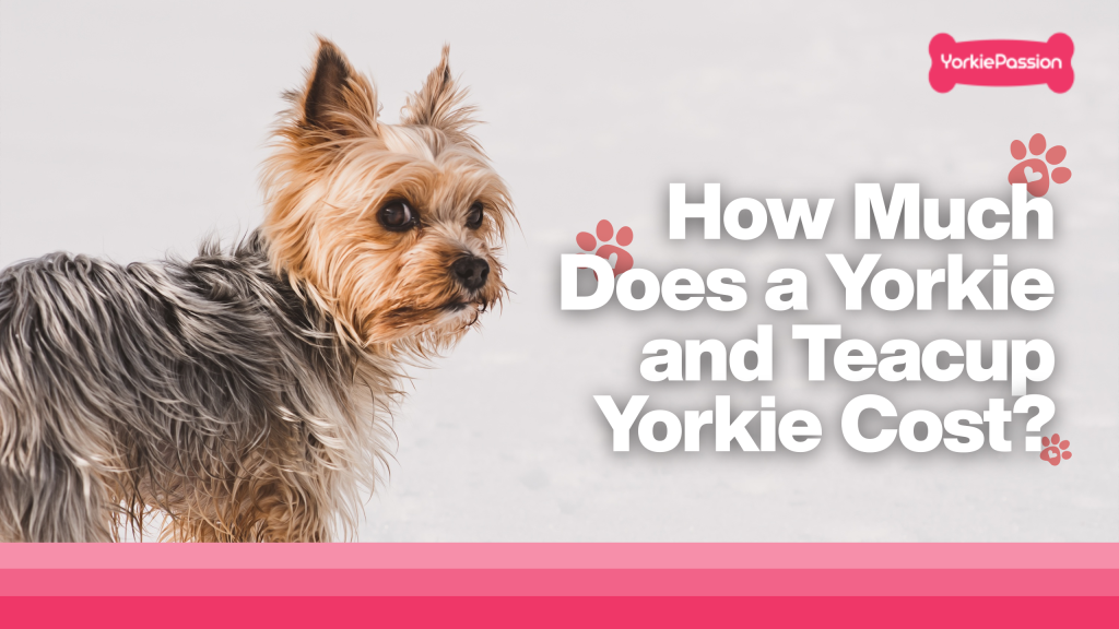 Yorkie price