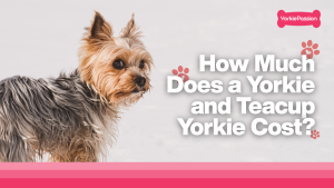 Yorkie price