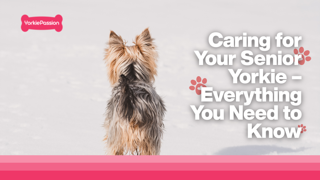 Caring for Your Senior Yorkie