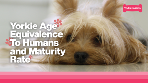 Yorkie Age Equivalence To Humans and Maturity Rate