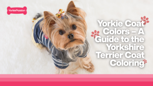Yorkie Coat Colors