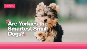 Yorkie the smartest small dog