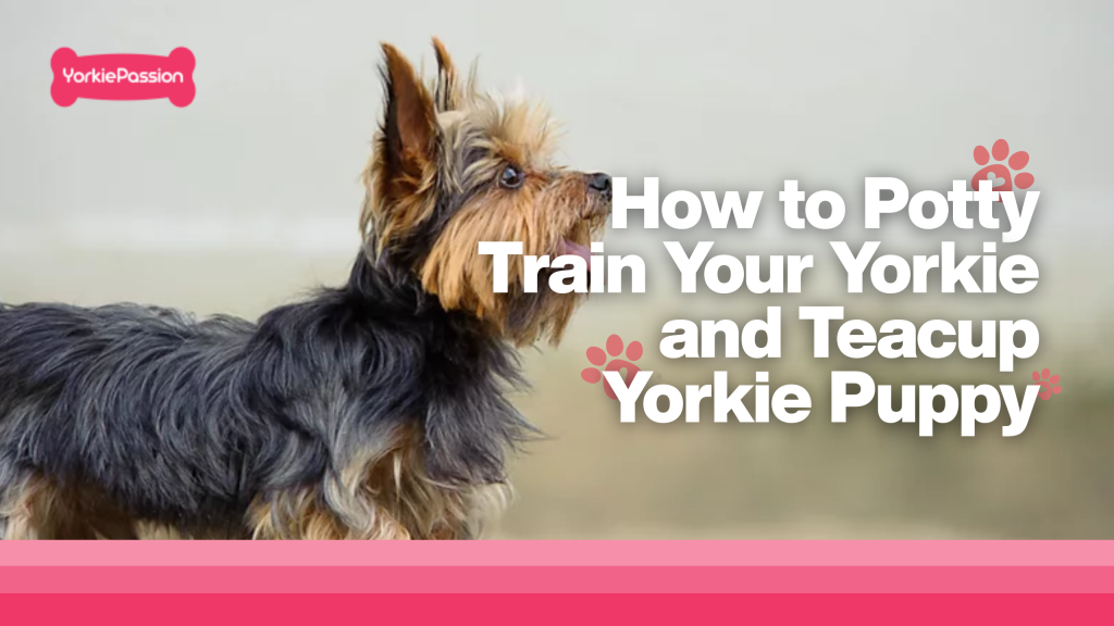How to Potty Train Your Yorkie and Teacup Yorkie Puppy
