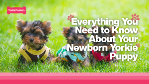 Newborn Yorkie Puppy