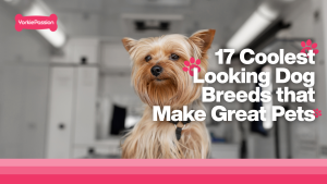 Coolest Breeds in Dogs