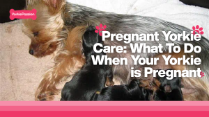 Pregnant Yorkie