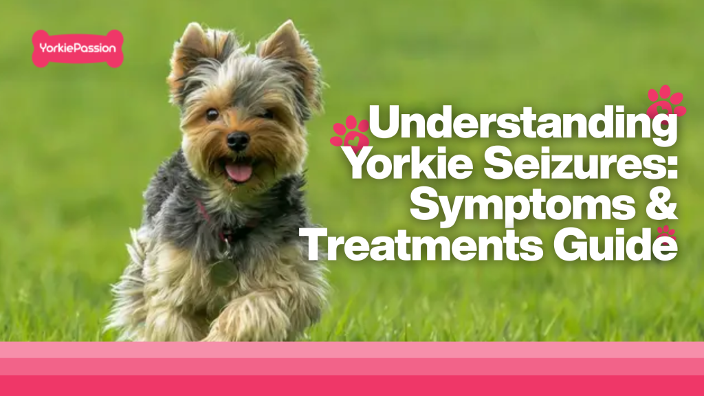 yorkie seizures