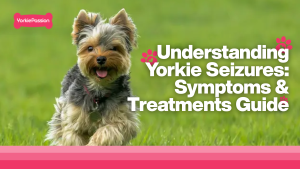 yorkie seizures