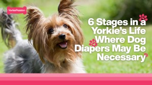 dog diapers
