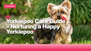 yorkiepoo