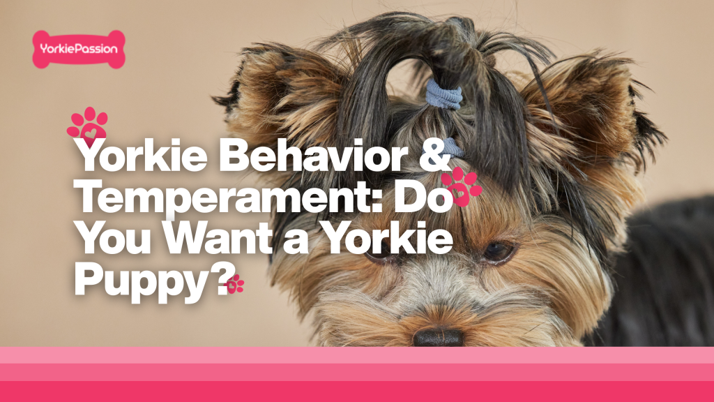 Yorkie Behavior & Temperament