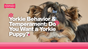 Yorkie Behavior & Temperament
