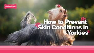 Prevent Yorkie skin conditions