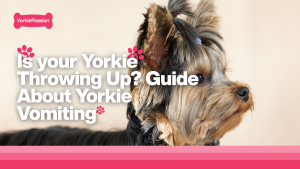 yorkie vomiting
