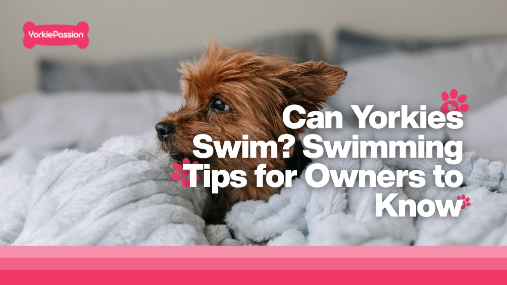 Yorkies Swim