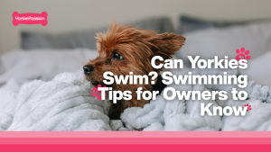 Yorkies Swim