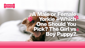 Male or Female Yorkie