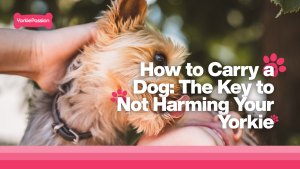 How to carry a dog
