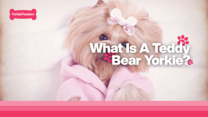 Teddy Bear Yorkie