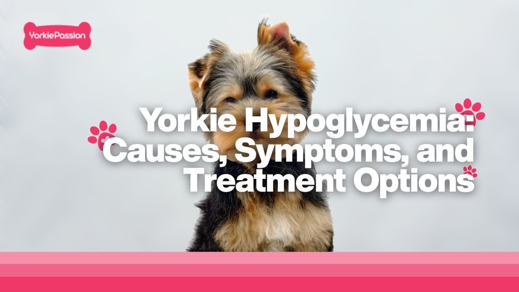 Yorkie Hypoglocemia