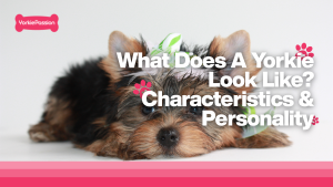 how long do yorkies live