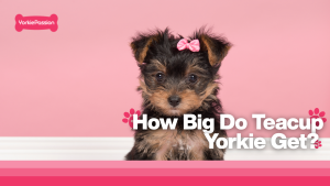 teacup Yorkie