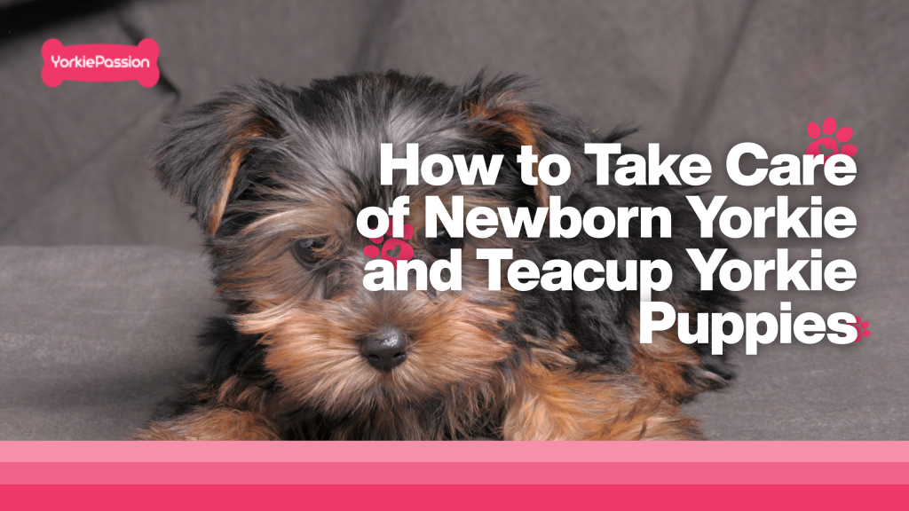 How to take care newborn yorkie