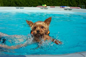 Yorkie Swimming