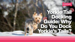 Yorkie tail docking
